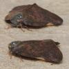 Pochazia shantungensis